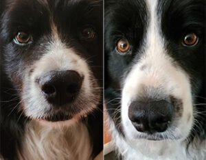 Jerry and Manneke the Border Collies