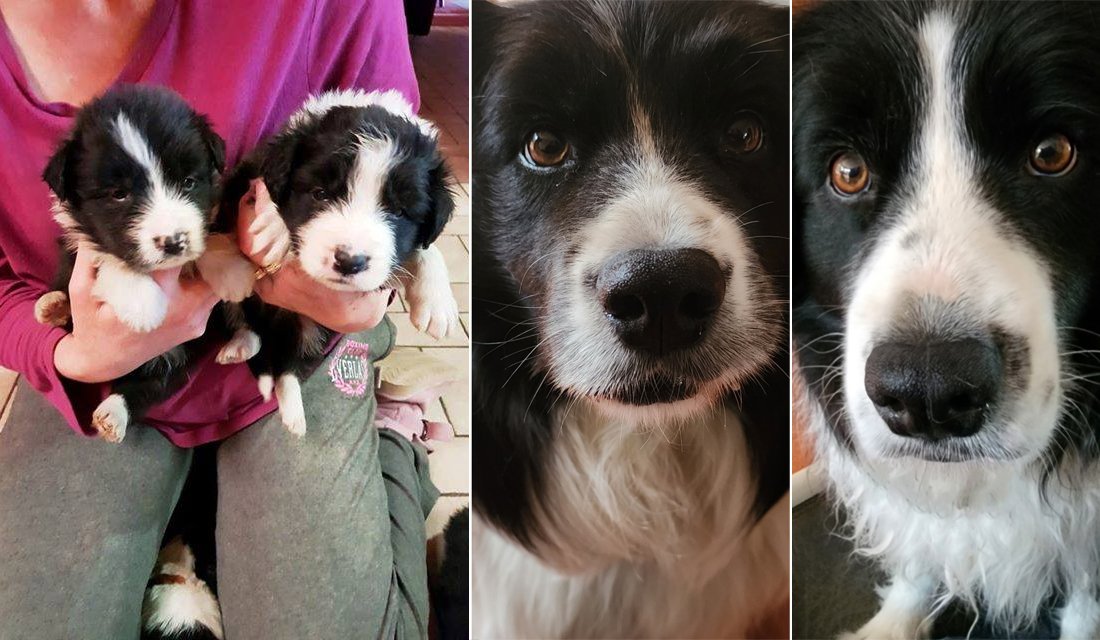 Manneke the Border Collie and his litter sister Jerry at 4 weeks old and 7 years old. 